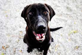 From Coconut To Sunflower Here Are The 5 Oils That Should Be In Your Dog S Diet