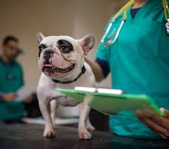 How do i get my photos on to dog breed info? How Much Does It Cost To Neuter Or Spay A Dog Nimblefins