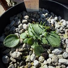 Image result for Eriospermum