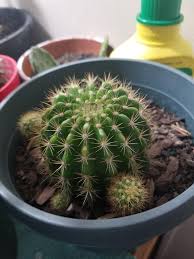 Only a select few are shade varieties. My Cactus Is Growing Babies When Should They Fall Off Cactus