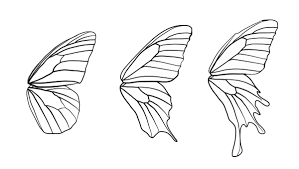 That's all i did, i kept copying until i was happy with my drawing. How To Draw Animals Butterflies Their Anatomy And Wing Patterns