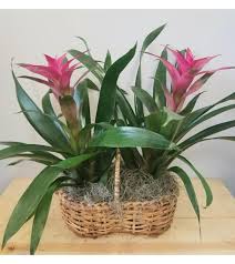 Colleges/universities with over 2000 students nearest to stuart: Double Bromeliad By A Goode Florist