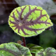 Image result for Begonia quadrialata