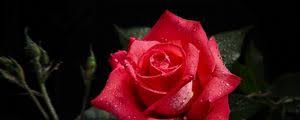 You will definitely choose from a huge number of pictures that option that will suit you exactly! Rose Ultrawide Monitor Wallpapers Hd Desktop Backgrounds 2048x1152 Images And Pictures