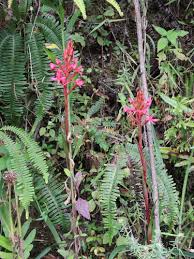 Image result for Disa eminii