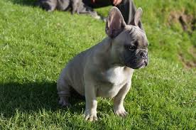 A completed puppy application is required prior to purchase any of our french bulldog puppies for sale. French Bulldog Price
