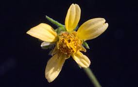 Image result for Bidens biternata
