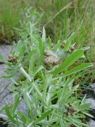 Image result for Gnaphalium