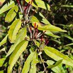 Image result for Agelanthus