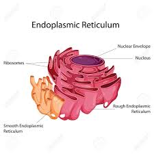 They not only serve several functions but also. Smooth Endoplasmic Reticulum On Twitter Yeah You Could Say Im Pretty Popular I M Found In Both Animal And Plant Cells Lasallebio Oraganellevote2018