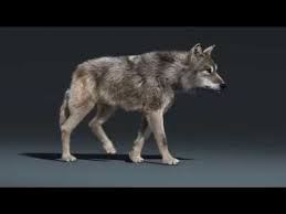 Wolf Walk Cycle Animation Youtube In 2020 Dog Animation Walking Animation Wolf Art