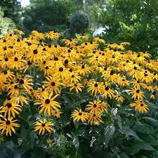 Pin On Gardening