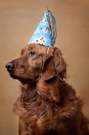Party city's newborn halloween costumes are a great way. Dog Party Hat Birthday Children Party Hat Dog Birthday Dog Birthday Hat Dog Party Hat