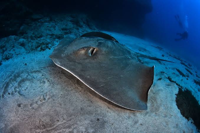 Roughtail stingray • Bathytoshia centroura • Fish sheet