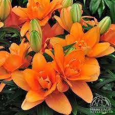 Herb & tea kits, weekly specials, eager to grow bulbs 22 Perennials For Nc Ideas Perennials Plants Flowers Perennials