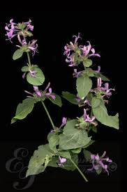 Image result for Hypoestes aristata