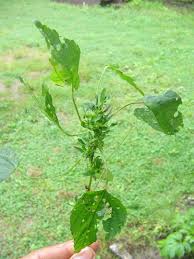 Image result for Acalypha brachystachya