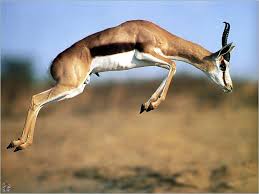 Gazelles Gentle Speedy Teasers Impala Animal Animals African Animals
