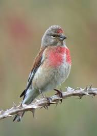 Small Bird With Red Head And Chest Pin On Pajaros