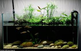 Riparium 5 Aquarium Fish Tank Aquascape Aquarium Goldfish Tank