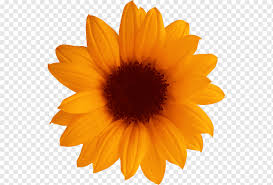 Sebaliknya, pada malam hari, bunga ini akan tertunduk ke. Label Stiker Vignette Desain Label Oranye Bunga Matahari Png Pngwing