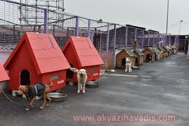 Akyazi Havadis