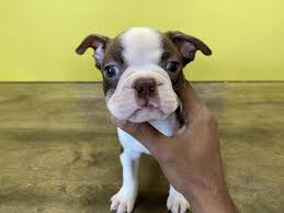 This amazing pup is up to date on shots and dewormed and has a veterinarian certificate of health. Westchester Puppies Boston Terrier Puppies