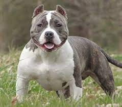 C'est une femelle elle fait 1 an le 10 décembre. File Jaxson American Bully Pocket Male 8599222904 Jpg Wikimedia Commons