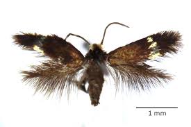 Image result for Stigmella speciosa