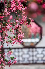 Wishing good morning is the perfect way to inspire your loved ones to make their day worth living. Beginning Of Cherry Blossoms Beautiful Flowers Images Beautiful Flowers Wallpapers Flower Images