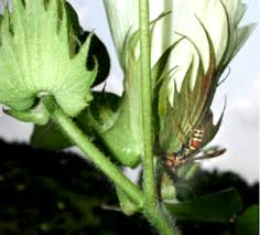 Baton rouge pest control, inc. Biological Pest Control Wikiwand