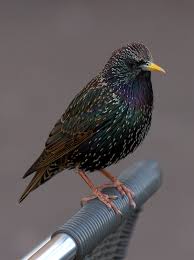 Check spelling or type a new query. Common Starling Wikipedia