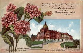 Check spelling or type a new query. Massachusetts State Flower And Capitol Boston Ma State Flowers Seals