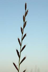 Image result for Lolium multiflorum