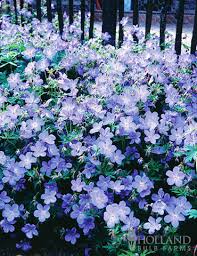 Image result for Geranium bohemicum Orhcid Blue