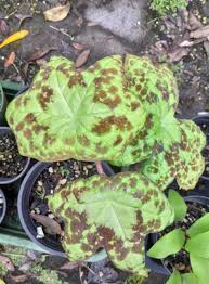 Image result for Meiostemon tetrandrus