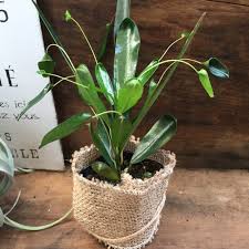 希少 飛び葉 クロトン 観葉植物 飛び跳ねる葉っぱ ユニークなインテリア フラワー リース パリジェンヌ 通販 Creema クリーマ ハンドメイド 手作り クラフト作品の販売サイト