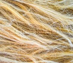 L'oreal paris feria power hair toner, long lasting anti brass toner for blonde hair, bleached hair, blonde highlights; Blonde Hair Texture Stock Image Colourbox