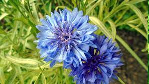 Growing Cornflower Bachelor Button Cornflower Care Annual Plants Bachelor Button Flowers Plants