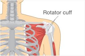 Maybe you would like to learn more about one of these? What Is The Rotator Cuff