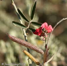 Image result for Indigofera hilaris