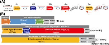 Check spelling or type a new query. Direct Detection Of Mrna Expression In Microbial Cells By Fluorescence In Situ Hybridization Using Rnase H Assisted Rolling Circle Amplification Scientific Reports