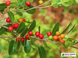 Image result for Drypetes gerrardii