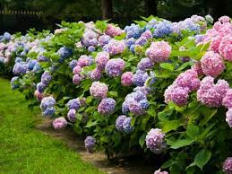 How To Grow And Care For Hydrangeas World Of Flowering Plants Siepi Da Giardino Giardino Piante Da Giardino