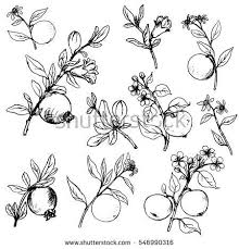 Black And White Orange Blossom Clip Art Set Of Apple Pomegranate And Orange Tree Branches With Fruits Leaves Buds And Flowers Isolated Hand Drawn Vector Tree Tattoo Fruit Tattoo Pomegranate Tattoo