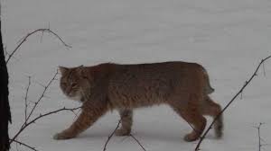 Screening of 'The Making of the Bobcat Bill' to be shown