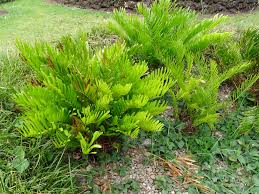 It has a flatness to it, rarely symmetrical, this characteristic makes. Zamia Integrifolia Coontie Florida Arrowroot North Carolina Extension Gardener Plant Toolbox