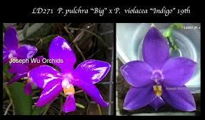 Image result for Indigofera pulchra