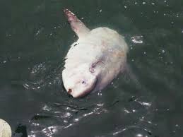 Ocean sunfish, mola mola, are found in the temperate and tropical regions of the mediterranean, atlantic, indian, and pacific oceans (wheeler, 1969; Walvis Bay Mola Mola Sunfish