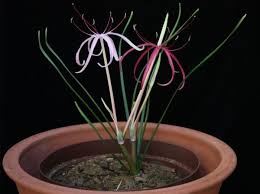 Image result for Ammocharis